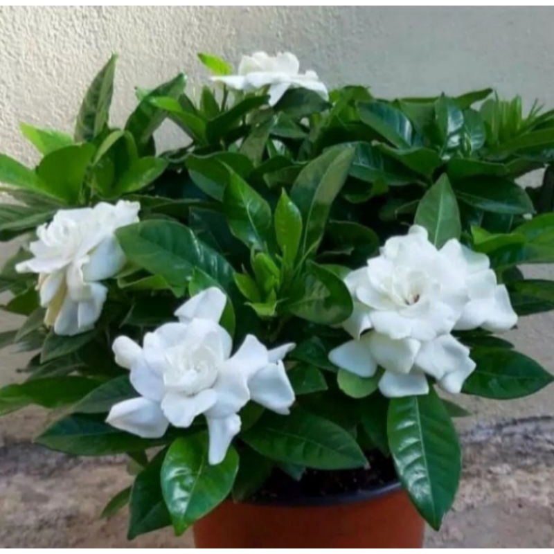 Pohon Gardenia Kaca Piring Bunga Putih Tanaman Hias Gardenia Agusta