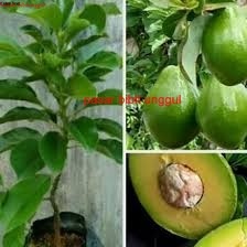 Bibit Buah Alpukat Mentega Jumbo Bibit Alpukat Mentega jumbo Okulasi Cepat Berbuah