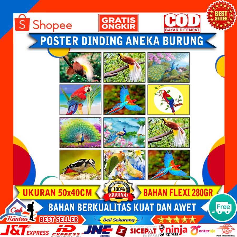 Dekorasi Hiasan Poster Wall Dinding Rumah Kantor Hewan Binatang Burung lovebirds Nuri Merak Pelatuk 