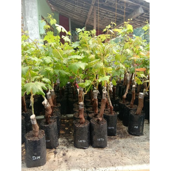 Bibit Anggur Import Dixon Hasil Grafting cepat berbuah 100% Valid