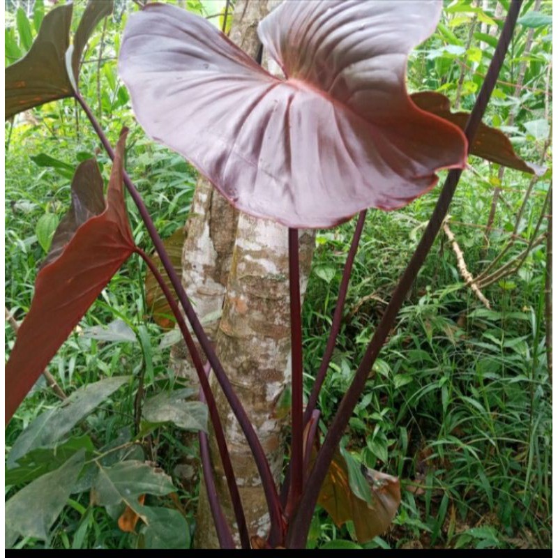 homalomena wulung homalomena black jade