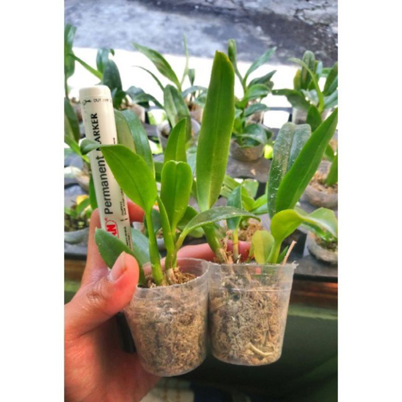 anggrek dendrobium sedling bunga keriting