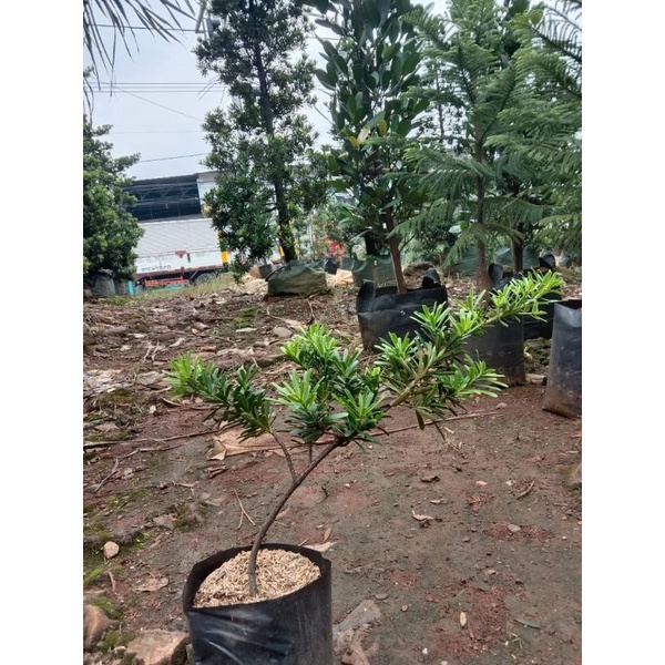 bonsai lohansung cincuan