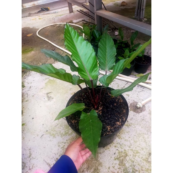 anthurium BlackBeauty/anthurium bb