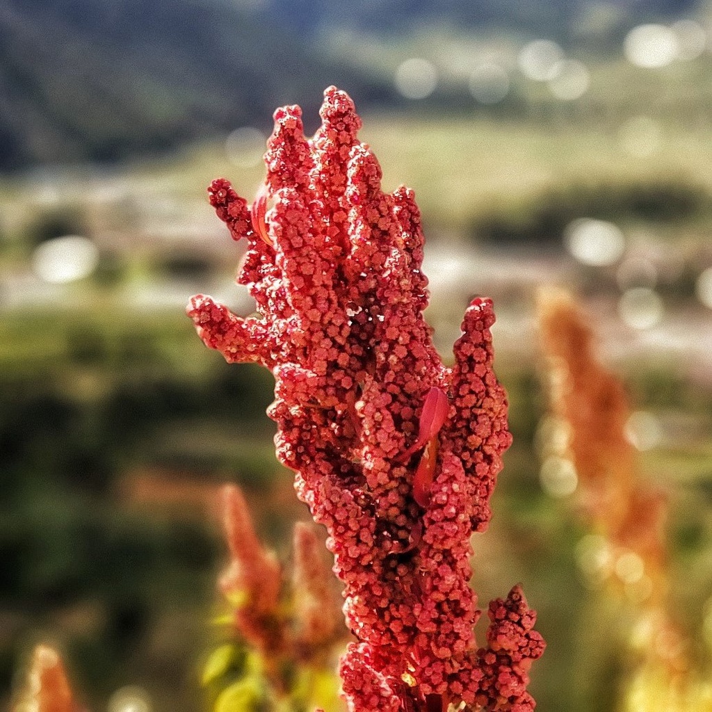 Benih Bibit Biji - Red Quinoa Merah Premium Seeds - IMPORT - Cocok untuk Microgreens