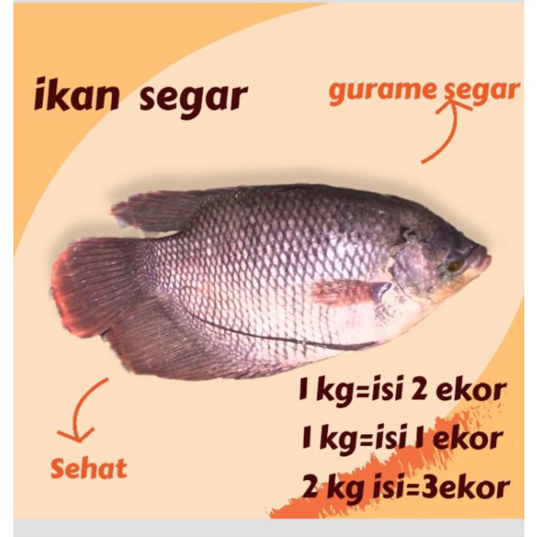 

ikan gurame segar 1 kg. isi 1.-2 ekor