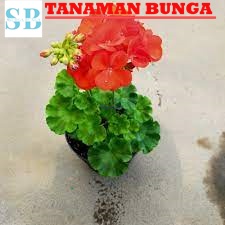 Tanaman Bunga Geranium Tegak Rimbun