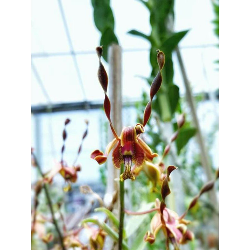 ANGGREK DENDROBIUM ANGGREK BOTOL BIBIT ANGGREK ORCHID ANGGREK CANTIK ANGGREK MURAH  BUNGA ANGGREK