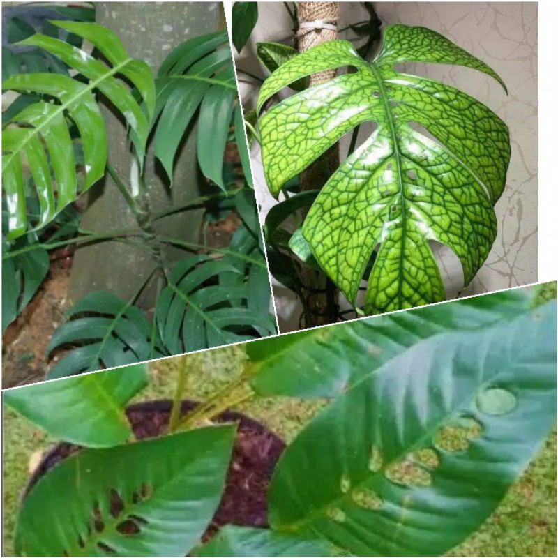 Readyy paket 3 tanaman hias MONSTERA ( AMYDRIUM/ EKOR NAGA/ JANDA BOLONG )