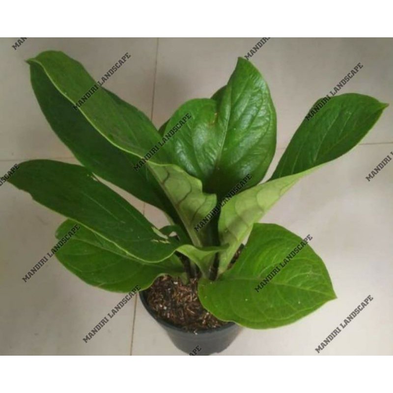 PROMO Tanaman Hias Anthurium Supernova