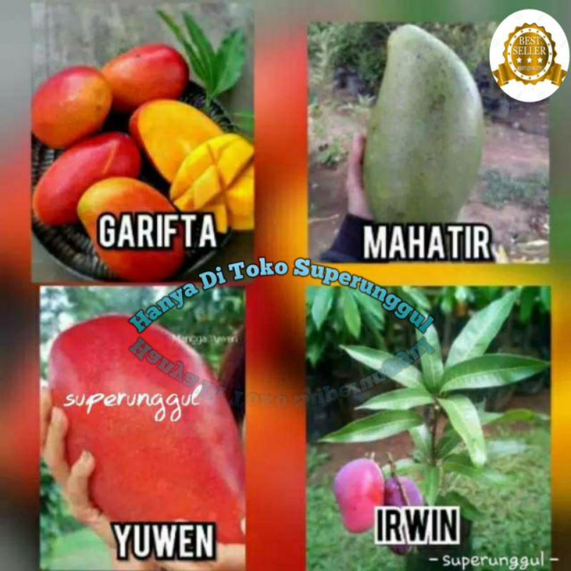 Satu paket (isi 4) bibit mangga super (irwin garifta mahatir yuwen)