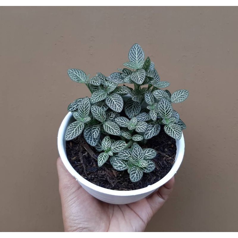 Tanaman bunga Fittonia verschaffeltii / Fittonia mutiara mini