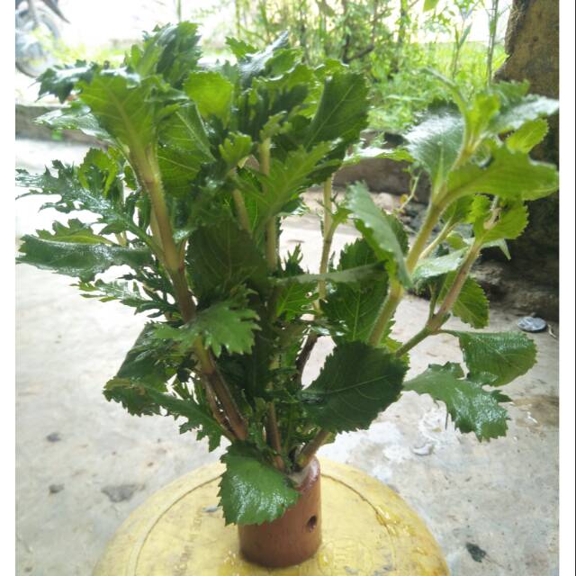 Tanaman air / tanaman hias aquarium