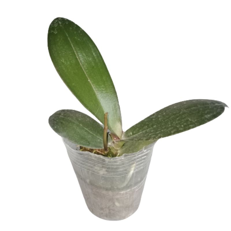 Anggrek Bulan Taiwan Hybrid Dewasa Spike