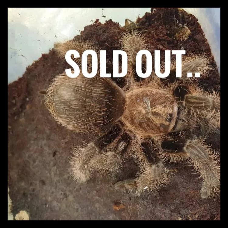 Tarantula Brachypelma Albophilosum #01 Berkualitas