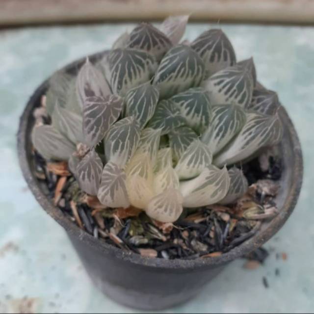 Haworthia Silver Swirl