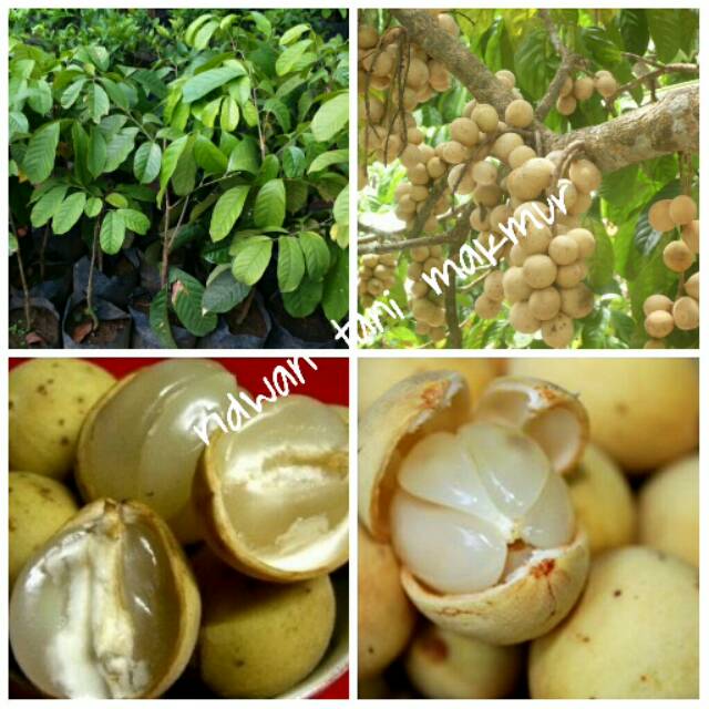 Bibit duku madu komering