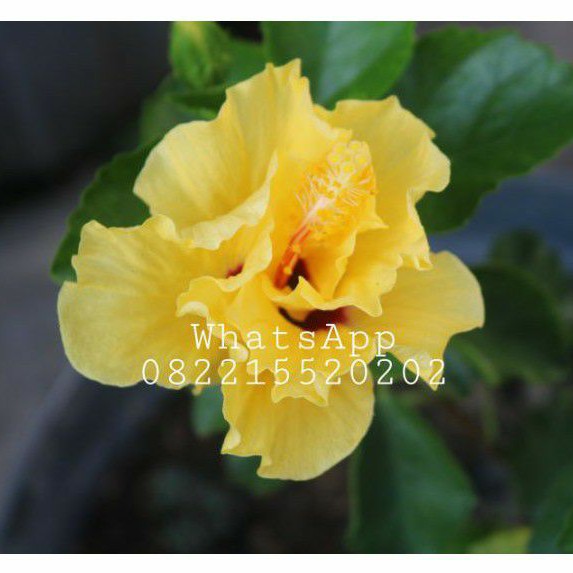 Tanaman hias bunga sepatu Double Yellow | bunga sepatu Kuning Tumpuk