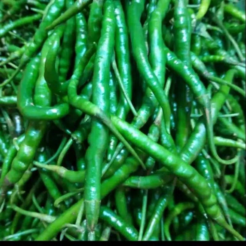

CABE HIJAU KERITING