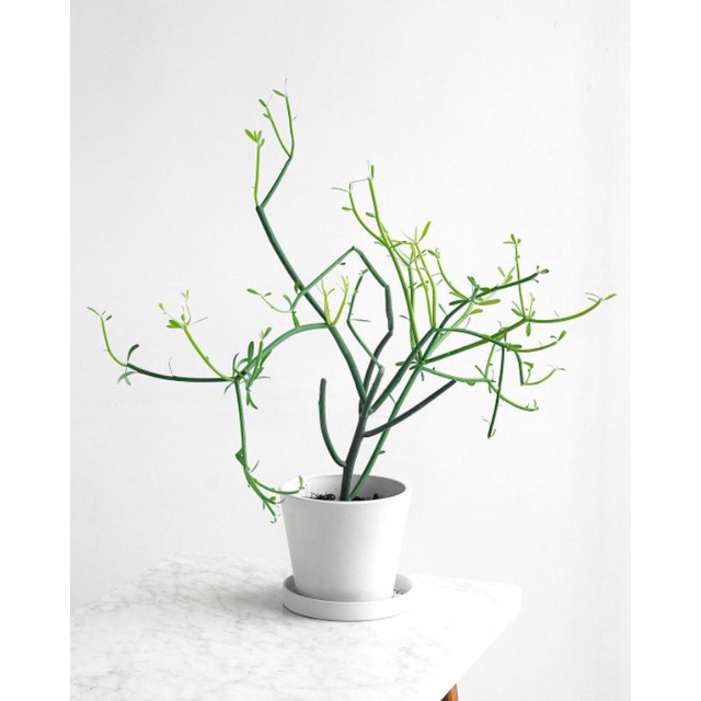 Tanaman herbal patah tulang / pencil cactus / kaktus pensil