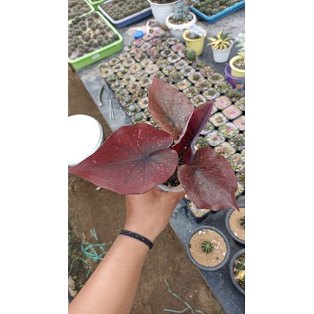 Caladium Dealova / Keladi Dealova