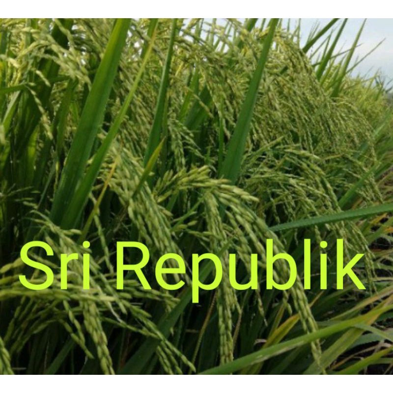 BENIH PADI SR (Sri Republik) padi genjah hasil melimpah