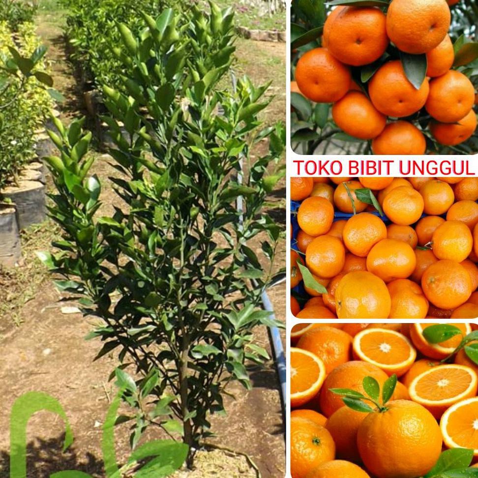 Terbaik Paket 3 Bibit Buah Jeruk Santang Madu Kw Import