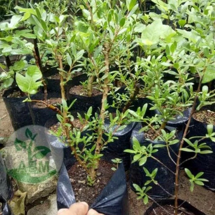 TERMURAH BURUANN Bibit Tanaman Pohon Santigi Stigi Bahan Bonsai Recomended