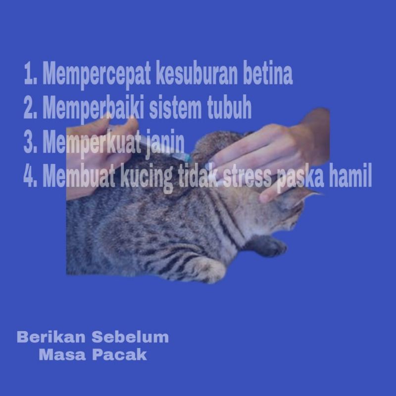 Vitamin Suplemen kucing A Vitamin Lengkap Sebelum Pacak