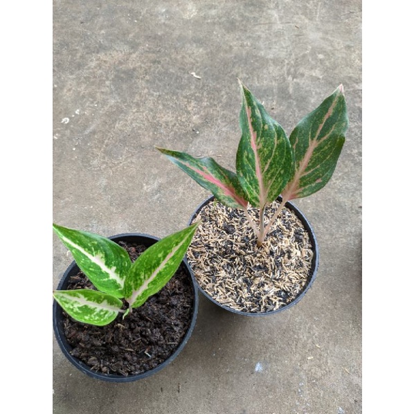 aglonema stardust orange anakan