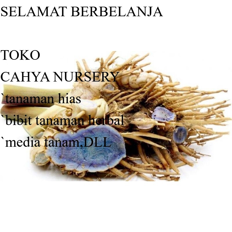 

PROMO Kunyit hitam segarr 500gram temu ireng hitam basah