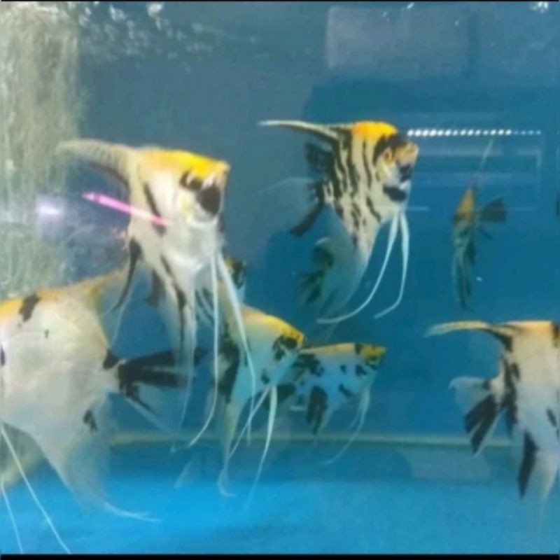 

Mamfish / manfish Tri Color