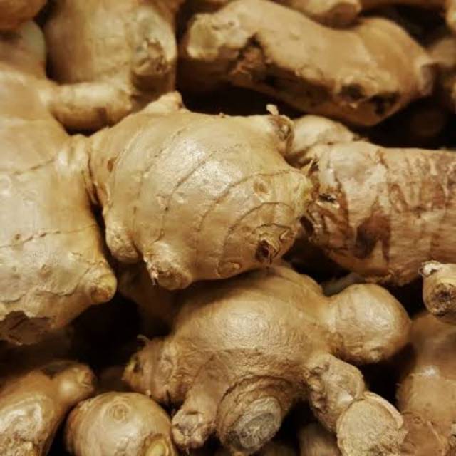 

Jahe Jawa / jahe emprit fresh baru dipanen 1 kilo gram