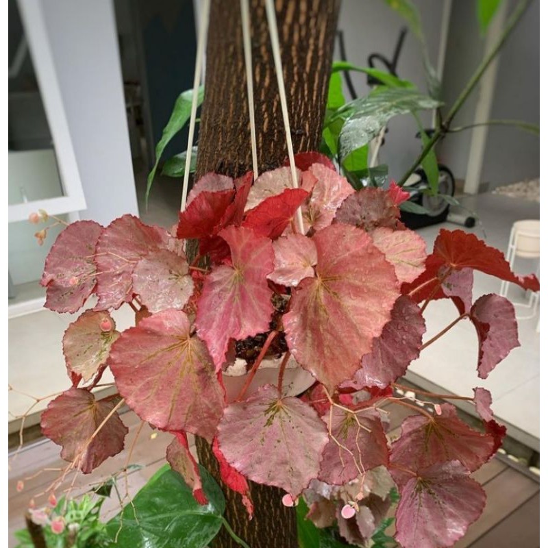 begonia merah begonia murah begonia gantung