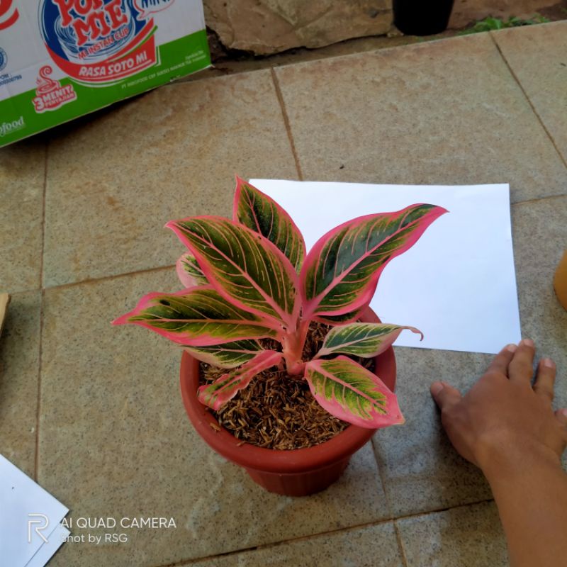 Aglonema Lotus Delight - Aglonema lotus