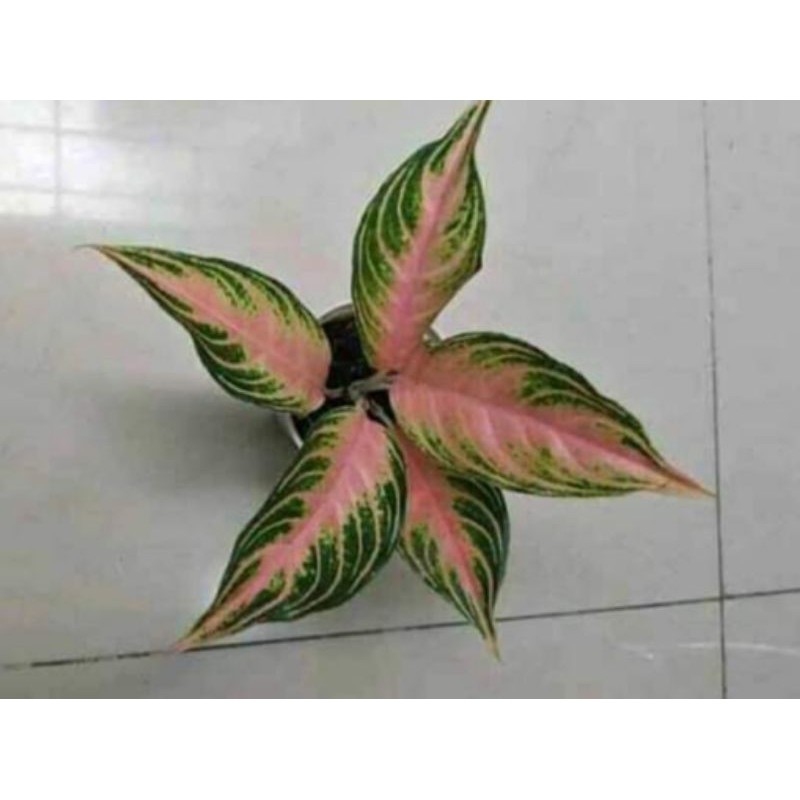 tanaman hias aglonema pink sunset remaja