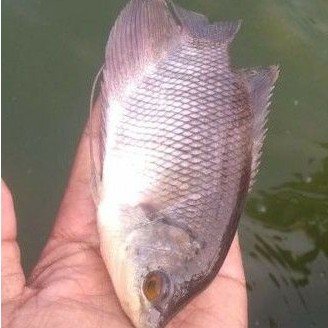 ikan gurame soang 4 jari khusus gojek/grab pengiriman