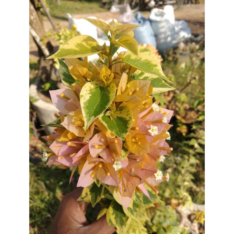 bogenfil singapur kuning varigata. (original).