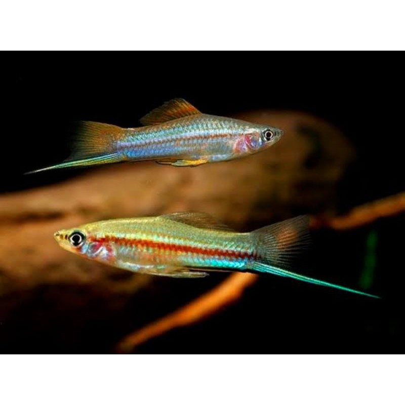 green swordtail / ikan plati pedang