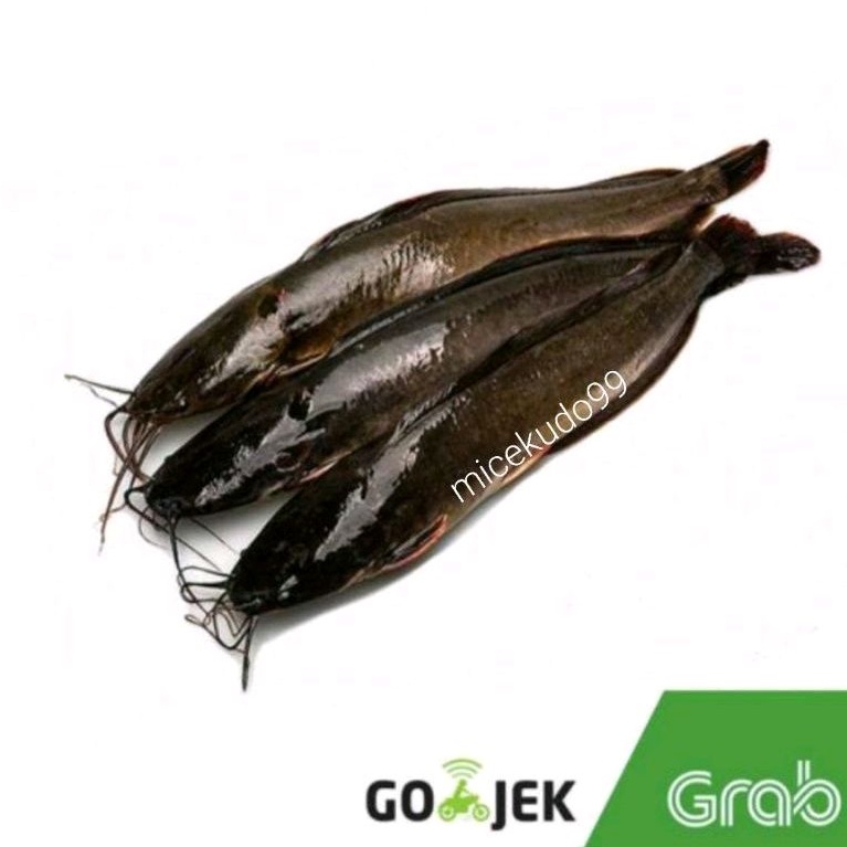 

IKAN LELE 500GR BERSIH SEGAR FRESH AIR TAWAR LAUK IKAN DENPASAR BALI