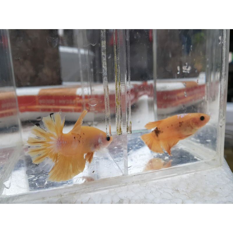 Ikan Cupang Yellow Koi size M+ 1 Pair