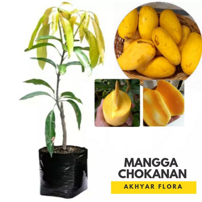 Bibit Mangga Chokanan Buah Mangga Kuning Pohon Mangga Chokanan Bibit