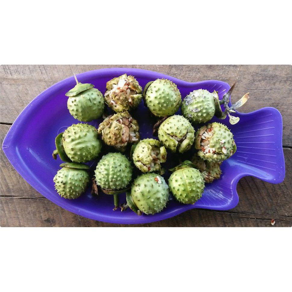 Grosir Buah Kecubung Wulung Segar #As_