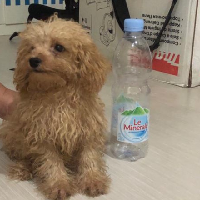 pelunasan toy poodle apricot jantan gusion