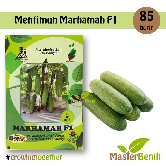 Benih Timun / Mentimun Hijau
