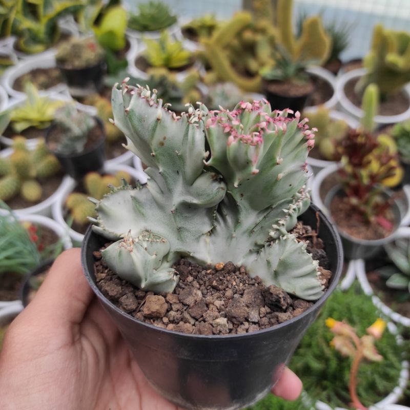 Euphorbia Lactea Cristata Silver