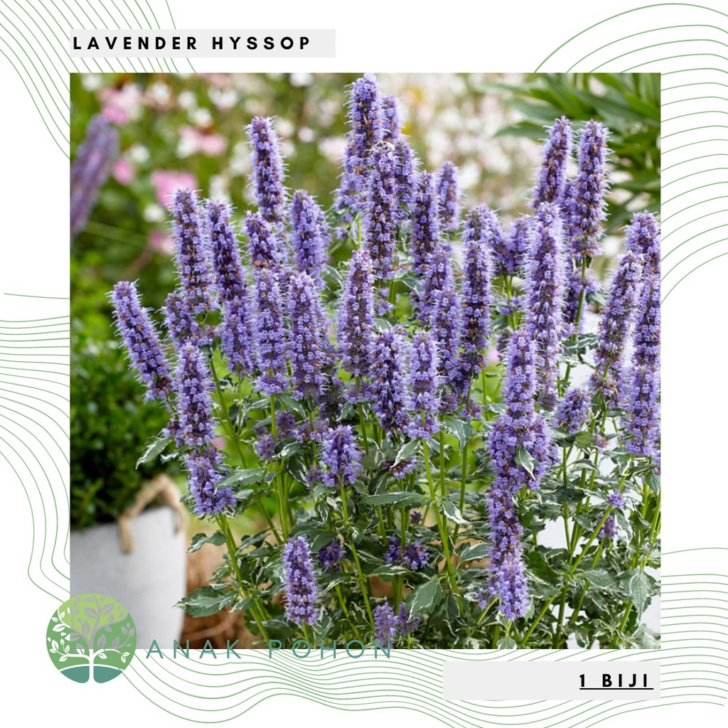 Benih Bibit Biji - Bunga Lavender Hyssop Flower Seeds - IMPORT