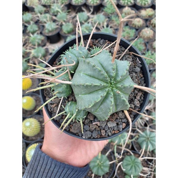 euphorbia valida pot 10cm