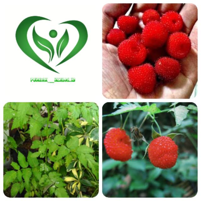 Bibit tanaman arbei pohon arbei