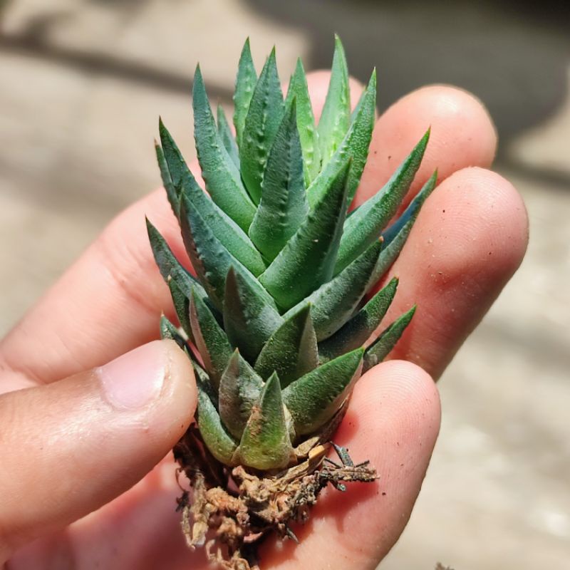 Haworthia Glauca Blue Sukulen Unik